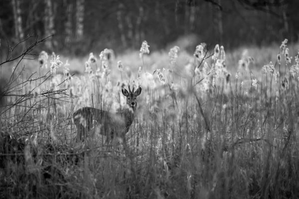 Understand your legal responsibilities before hunting in Alberta